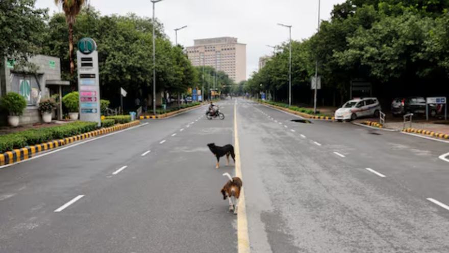 India's top court orders Delhi authorities to move stray dogs to shelters