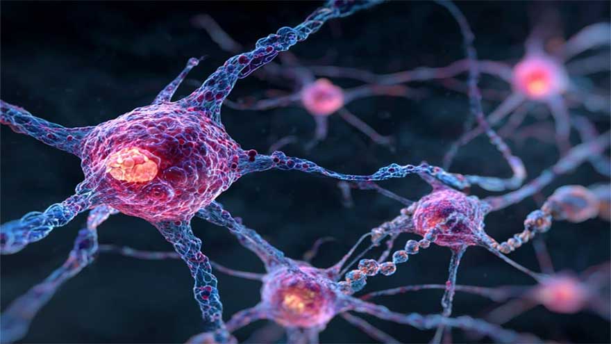 Scientists discover protein for stronger memory and learning