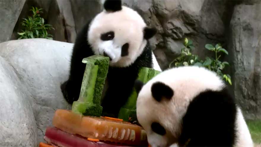 Hong Kong's twin giant panda cubs celebrate first birthday