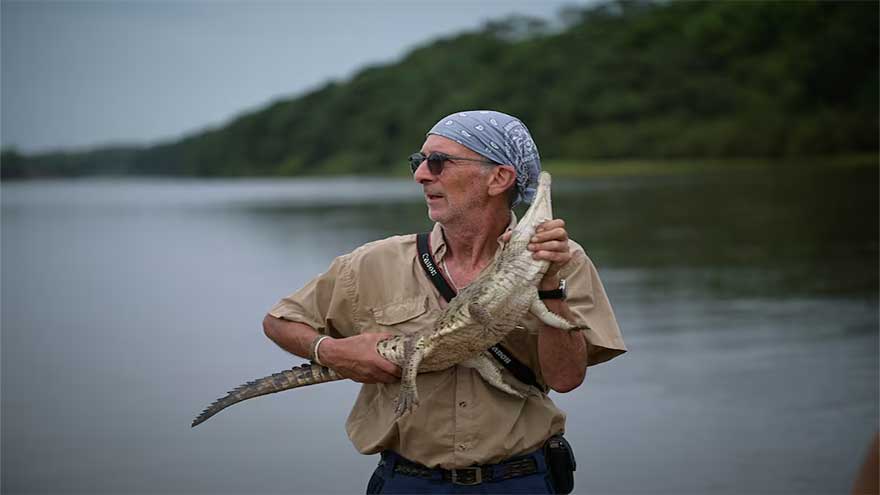 The last-ditch race to save the Orinoco crocodile