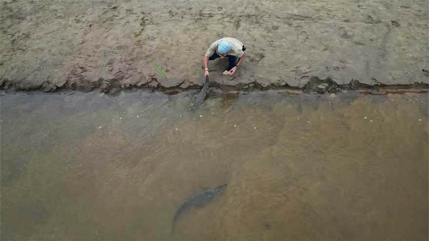 The last-ditch race to save the Orinoco crocodile