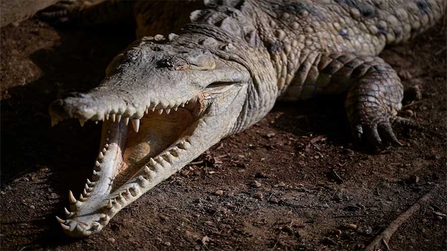 The last-ditch race to save the Orinoco crocodile