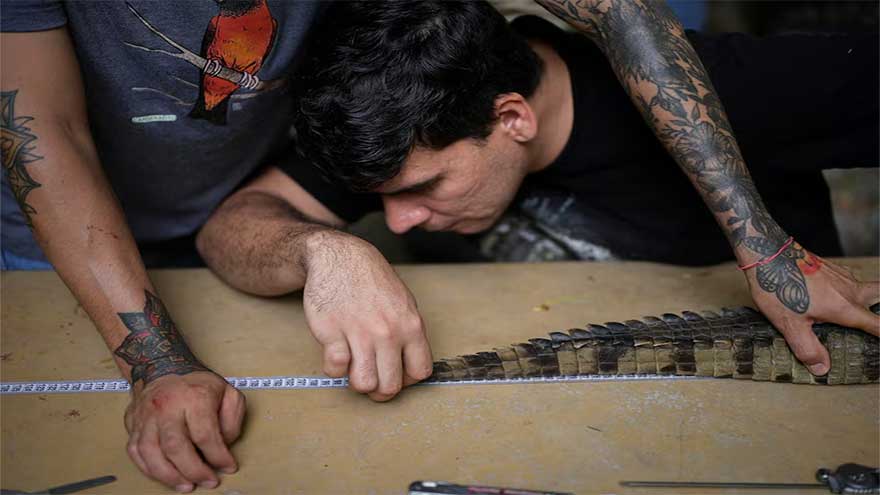 The last-ditch race to save the Orinoco crocodile