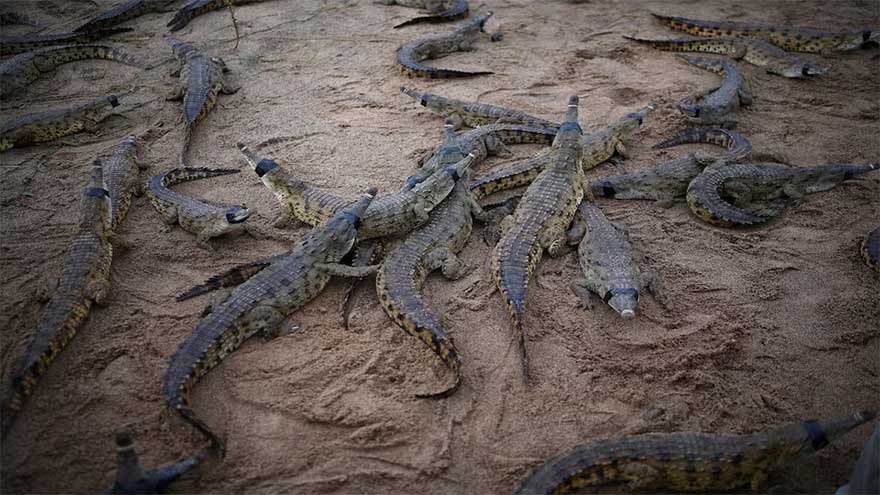 The last-ditch race to save the Orinoco crocodile