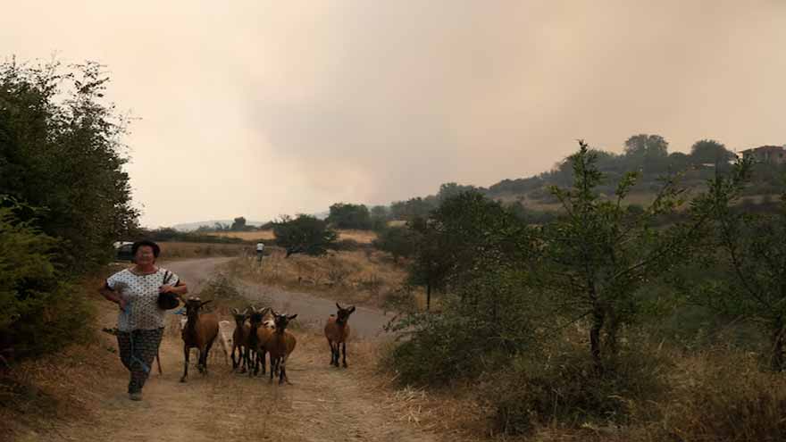 Albanian volunteers struggle to save scorched livestock as wildfires subside