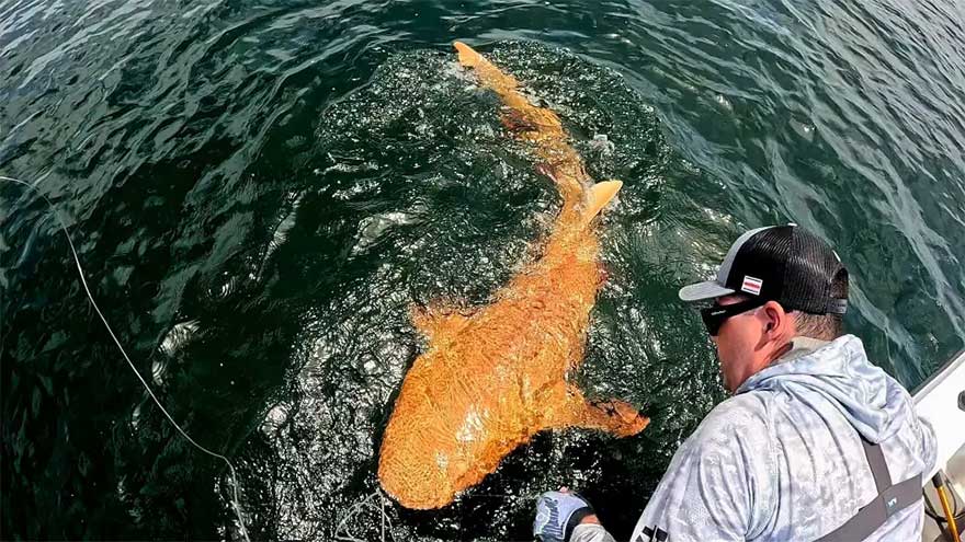 Bright orange shark spotted for 'first time ever' after being reeled in by fisherman