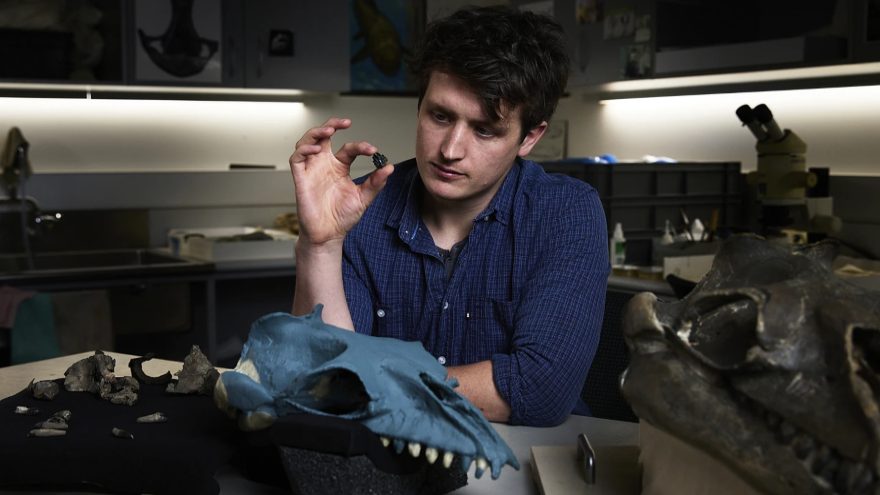 Scientists discover an ancient whale with a Pokémon face and a predator bite