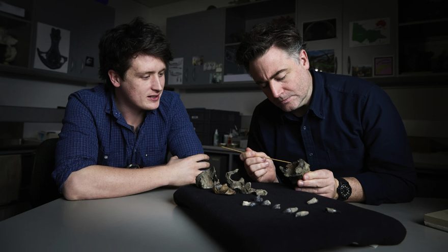 Scientists discover an ancient whale with a Pokémon face and a predator bite