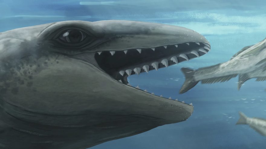 Scientists discover an ancient whale with a Pokémon face and a predator bite