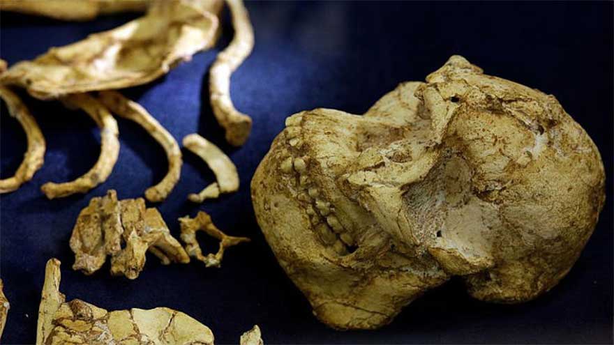 Fossil discovery in Ethiopia reveals missing chapter in human evolution