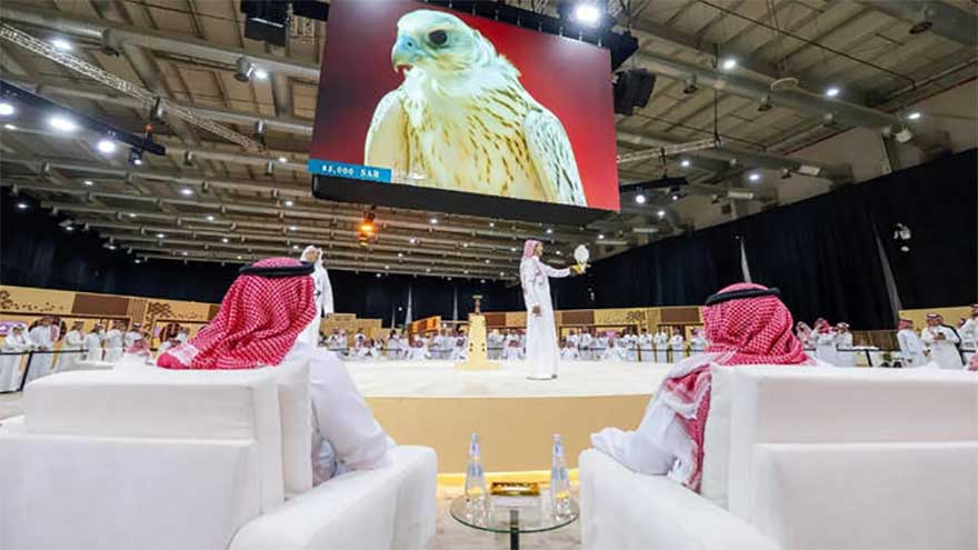Super white falcon fetches $40,000 at Saudi Arabia auction