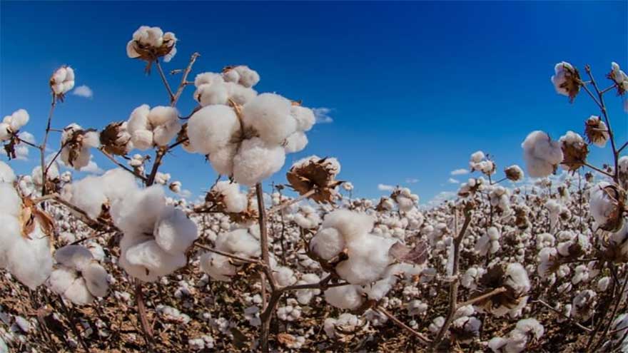 Punjab targets 5.5m cotton bales as govt plans reviving industry