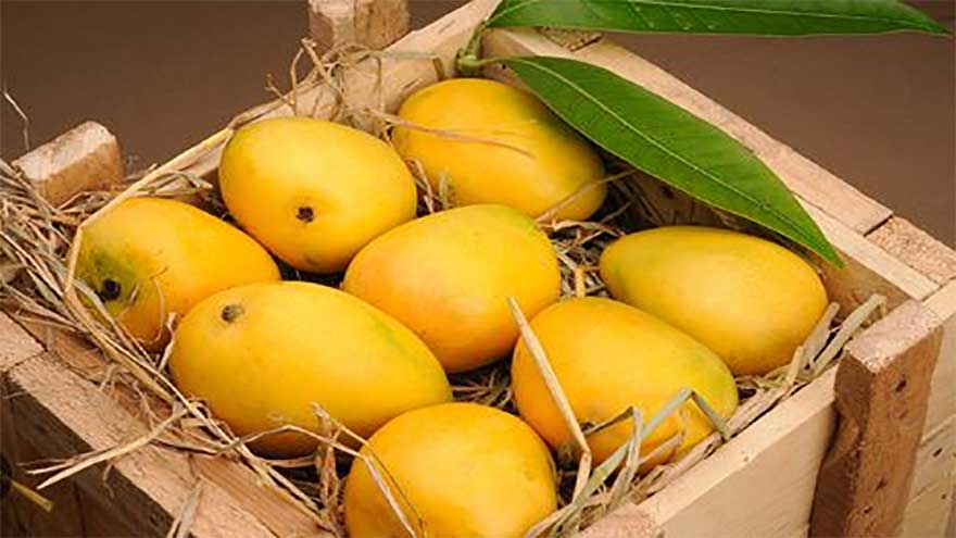Measures stressed to multiply mango production
