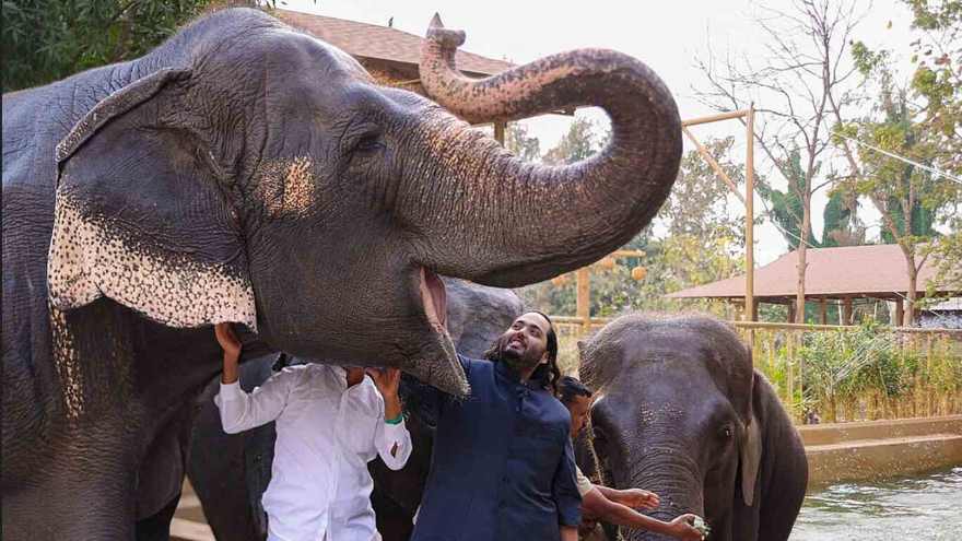 Ambani son's wildlife centre faces probe into allegations of animal mistreatment