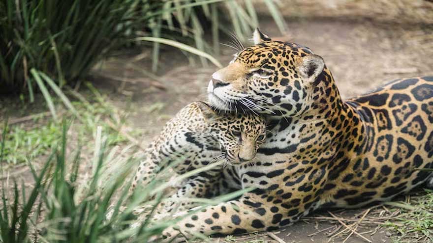 Mexico's jaguar population is up 30% since 2010, but still at risk