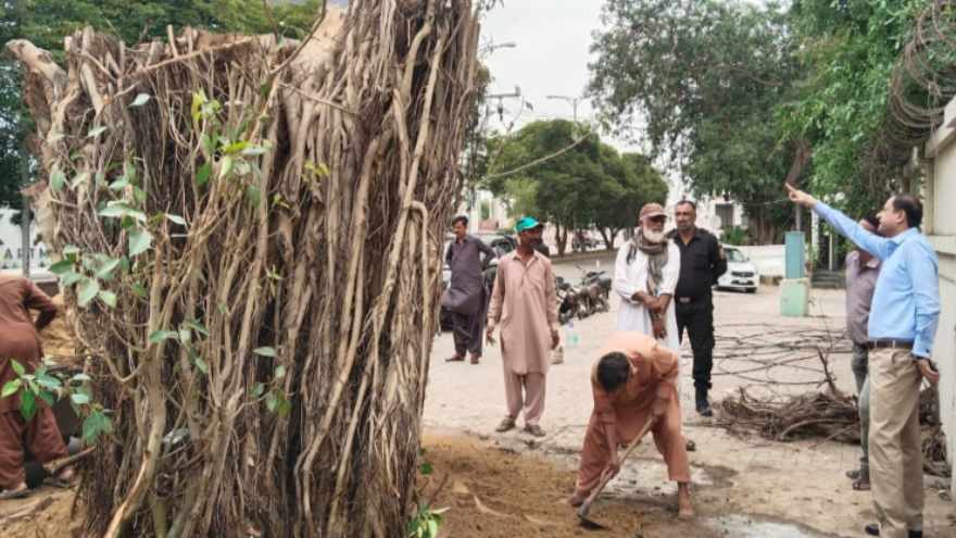 Historic banyan tree in Old Clifton restored after heavy rain