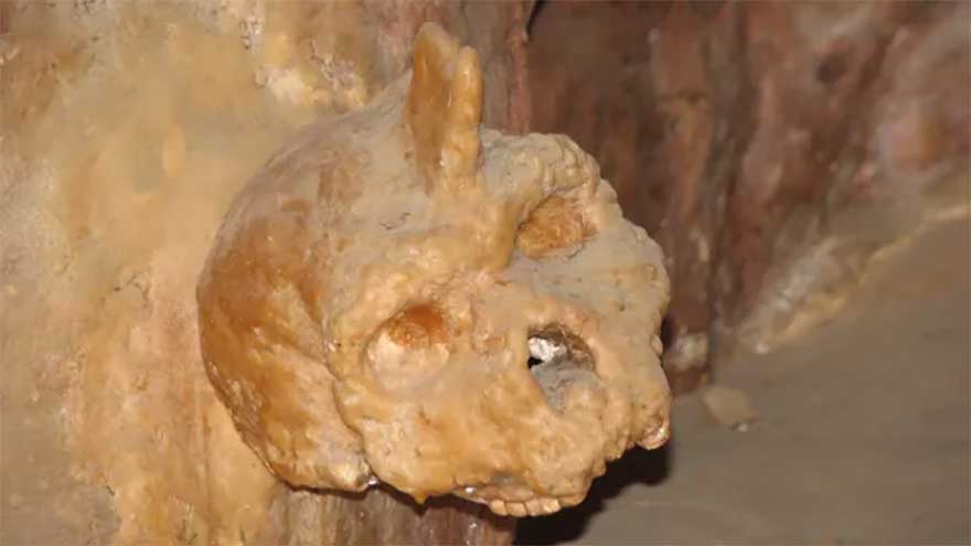 Mystery behind primitive horned skull fused to cave wall solved