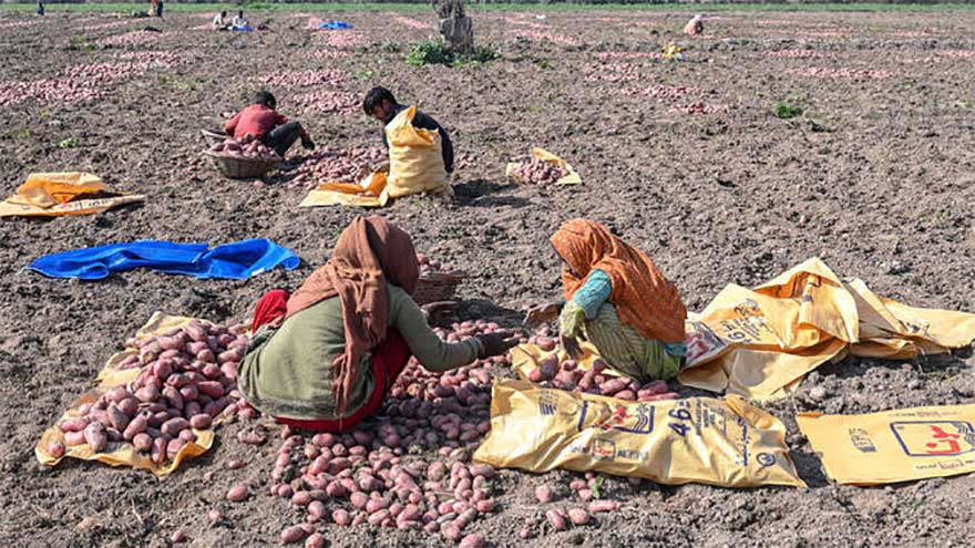 Potato prices plummet after trade suspension with Afghanistan