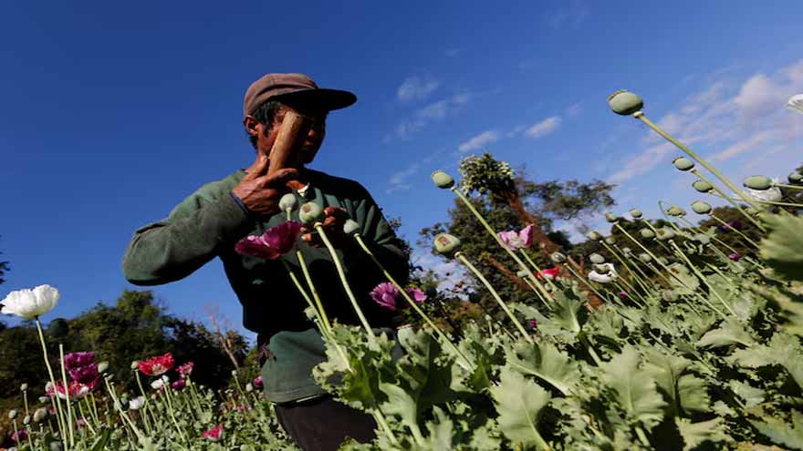 Myanmar's opium poppy cultivation hits highest level in a decade, UN says