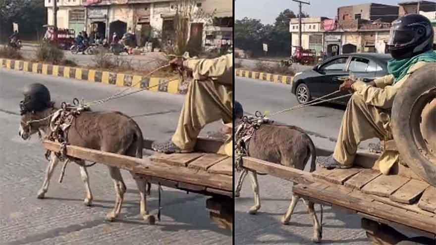 Viral video shows donkey wearing a helmet in Lahore