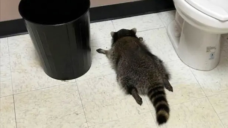 ریکون نے شراب کی دکان میں گھس کر پیتے پیتے ہوش گنوا دیئے