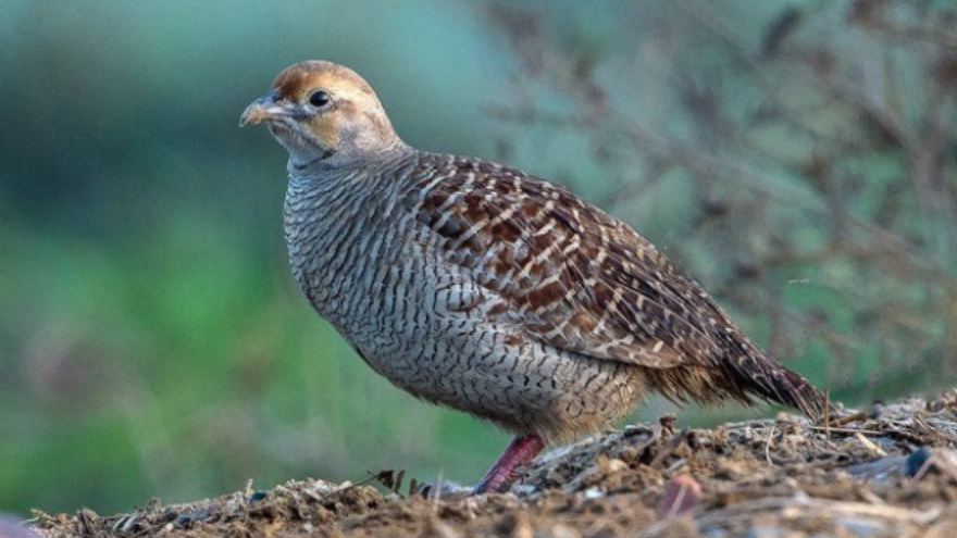 Punjab opens first-ever partridge hunting season, launches Rs9.4b conservation projects