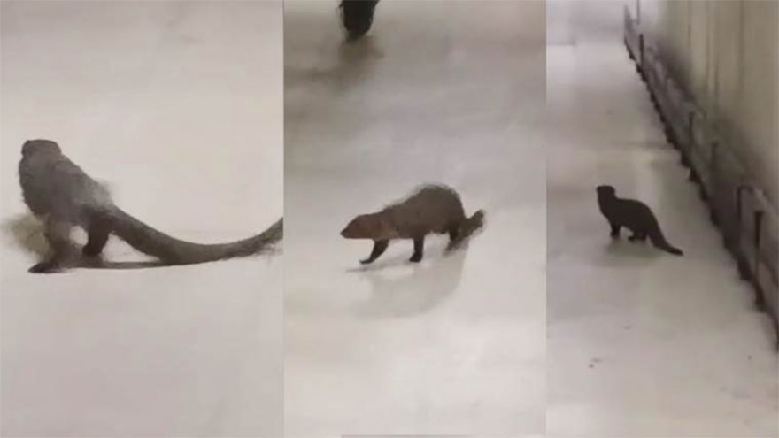 Mongooses sighting at Karachi Airport frightens passengers, staff