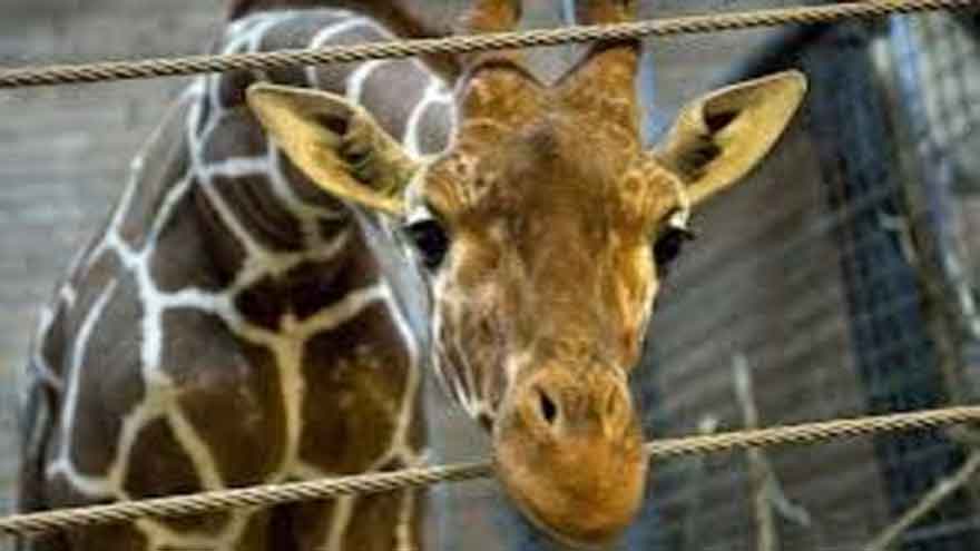 Lahore Safari giraffe dies amid climate change and stomach issues