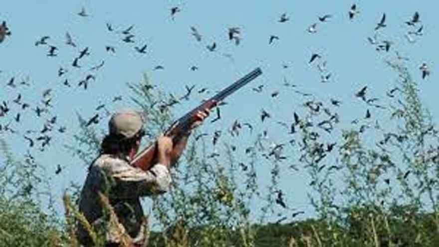 Punjab launches wildlife informer campaign to curb illegal hunting