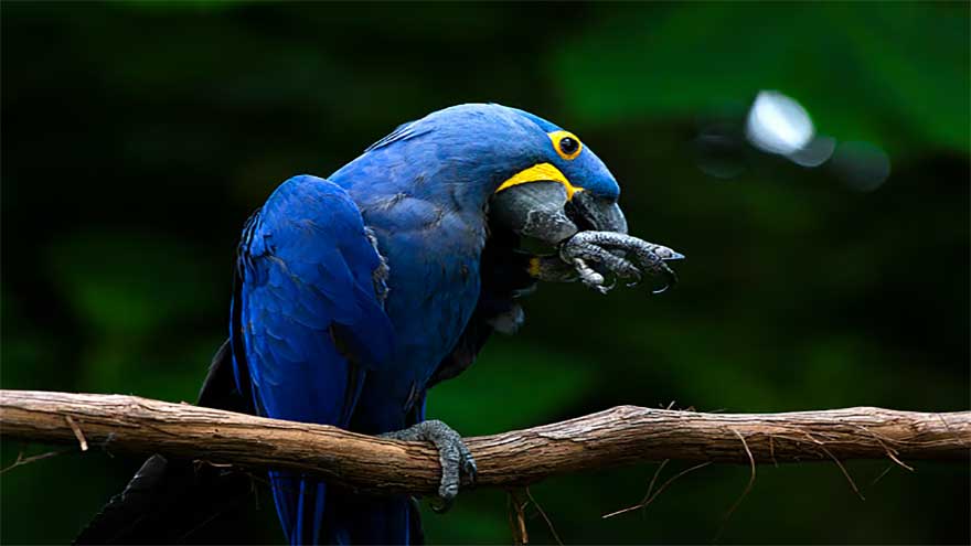 Attempt to rescue pet parrot ends in tragedy as man loses life