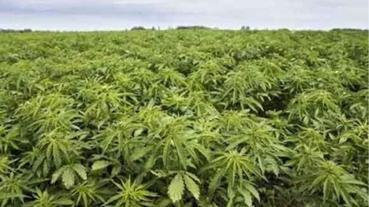 خیبرپختونخوا حکومت کا بھنگ کی کاشت کو قانونی حیثیت دینے پر غور