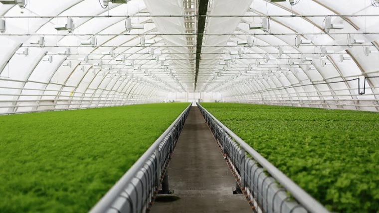 بلوچستان: ہائیڈروپونکس منصوبے کی منظوری، دس اضلاع میں آغاز کا فیصلہ