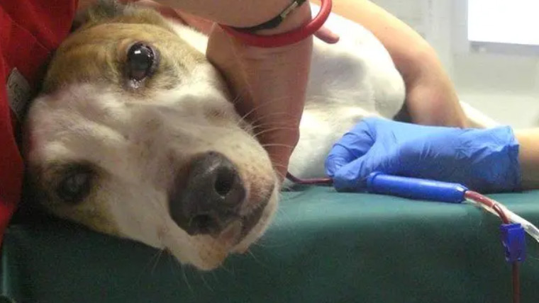 کتے نے خون عطیہ کر کے 7 کتوں کی جان بچا لی