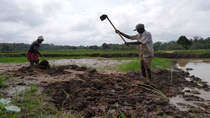 Sri Lanka farmers face daunting task of replanting after cyclone