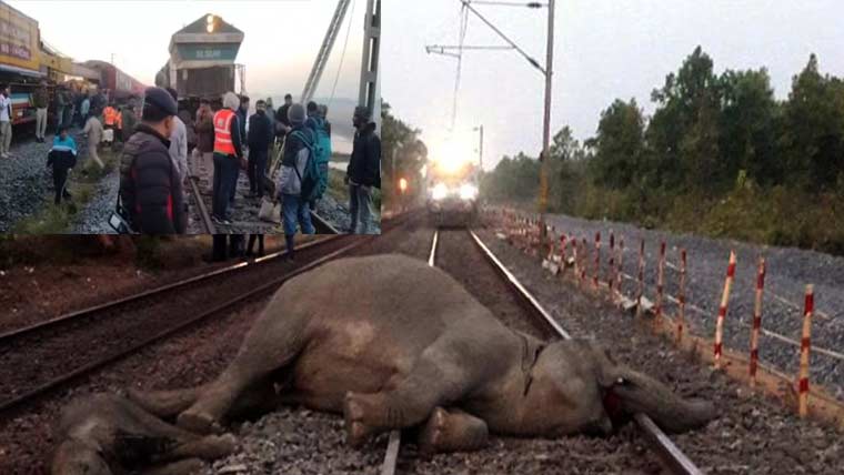 بھارت میں ٹرین کی ٹکر سے 7 ہاتھی ہلاک، مسافر محفوظ رہے 