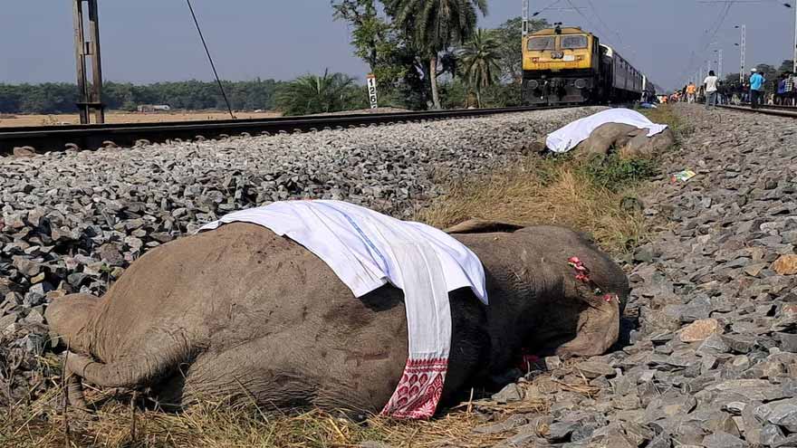 7 elephants killed in India train accident