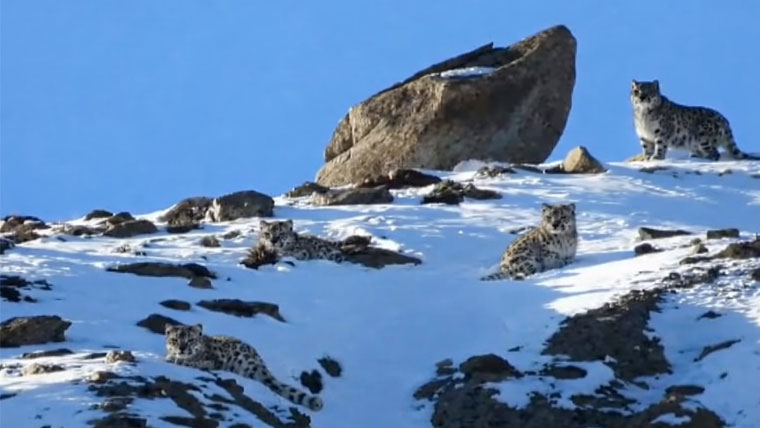 ہنزہ میں 4 برفانی تیندوؤں کی موجودگی کا تاریخی لمحہ کیمرے میں قید