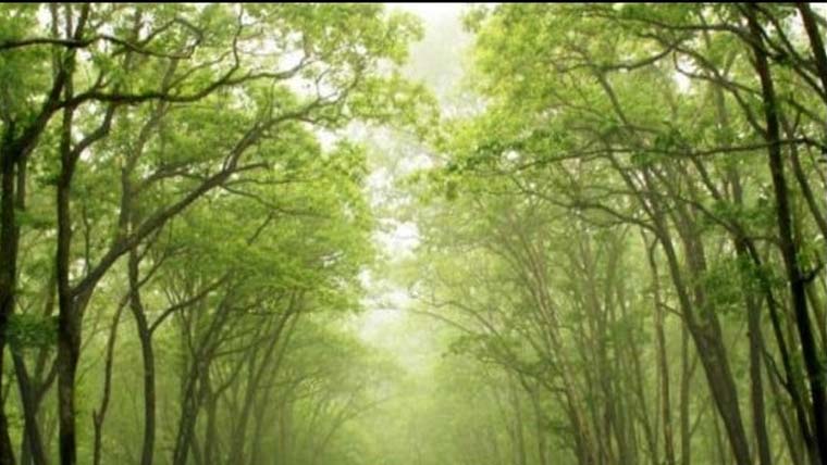 پنجاب میں انگریز دور کا فاریسٹ ایکٹ تبدیل، ڈیجیٹل نظام  نافذ