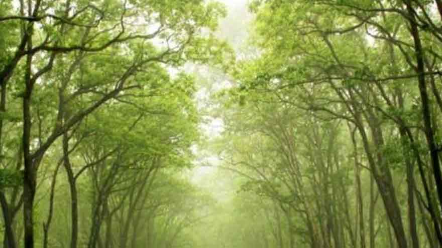 Punjab replaces British era Forest Act with digital system for environmental protection