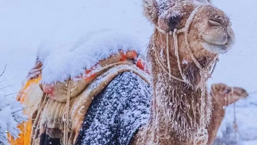 Saudi Arabia witnesses rare snowfall after three decades