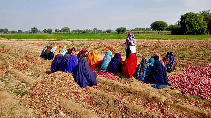 IFC launches $120m fund to boost Pakistan agri-value chain, support farmers