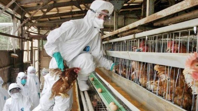 مشرقی جاپان میں برڈ فلو کی تصدیق، لاکھوں مرغیوں کو تلف کرنے کا فیصلہ