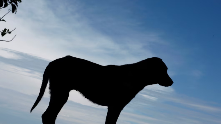 خیبر پختونخوا میں کتے کے کاٹنے کے واقعات میں تشویشناک اضافہ