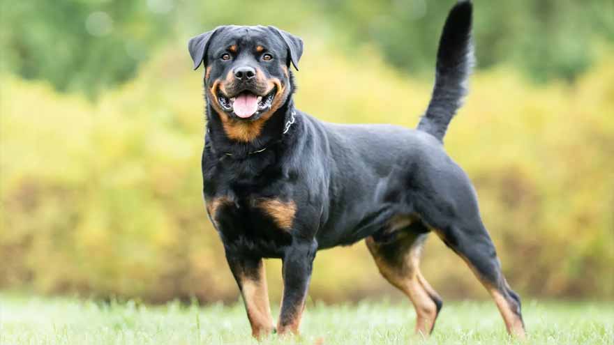 Dog bite cases surge alarmingly across KP in 2025