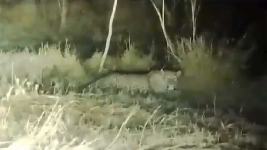 Hunt underway for tiger spotted in Islamabad university