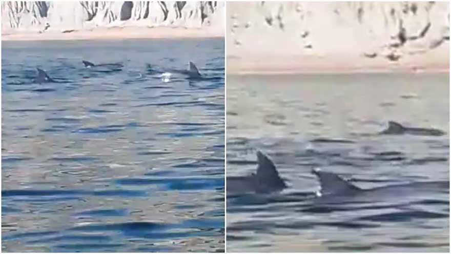 Gwadar water gives rare sight of dolphins amid Noctiluca bloom