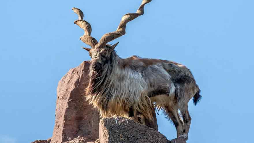 Russian national pays $68,000 for Kashmiri Markhor hunt in Chitral