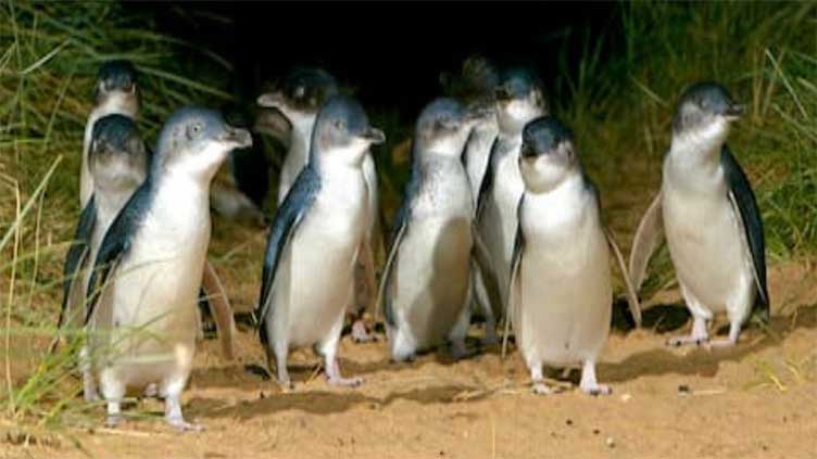 Penguins do not have everlasting 'love' as we believe: Study