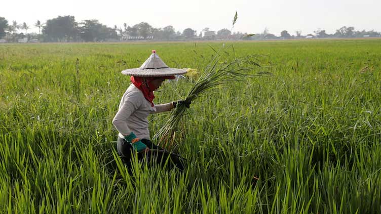 Philippines declares 'food security emergency' to tame retail rice prices