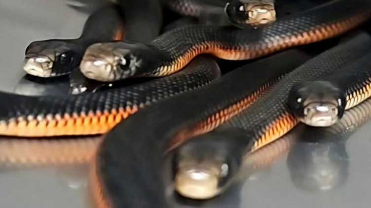 More than 100 venomous snakes removed from Sydney back garden